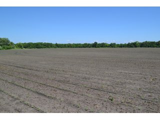 <b>PRICE REDUCED: $5,900 per acre</b><br>
This property offers productive tillable land along with two wooded areas.  Much of the larger woods near the road is on a ridge.  Investigate this area for a potential beautiful homesite as well as for hunting and recreational opportunities. <br>
<b>156.9+/- </b>Total Acres | <b>145.83+/-</b> Tillable Cropland Acres per FSA | <b>10+/-</b> Wooded Acres - 156.9+/- Acres For Sale - Cropland, Woods for Hunting/Recreational & Potential Building Sites